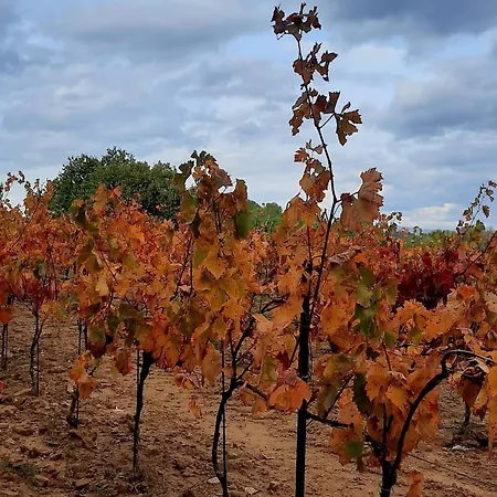 Alpstuga O De Provence